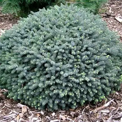 Ель ЭХИНИФОРМИС сизая в Дзержинске