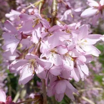 Сакура ПЕНДУЛА РУБРА в Дзержинске
