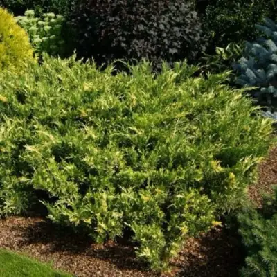 Можжевельник ВАРИЕГАТА казацкий  в Дзержинске