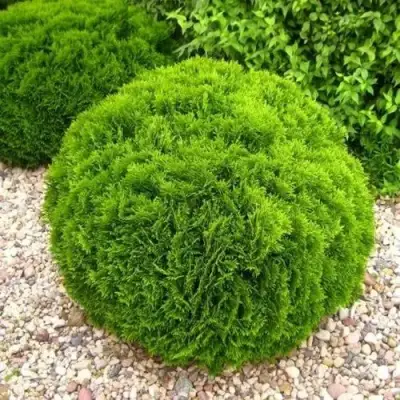 Туя ДАНИКА западная в Дзержинске