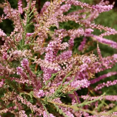 Тамарикс ПИНК КАСКАД в Дзержинске