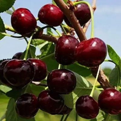 Вишня РОВЕСНИЦА в Дзержинске