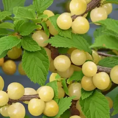 Вишня СНЕВИТ войлочная в Дзержинске