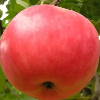 Яблоня СУЙСЛЕПСКОЕ (МАЛИНОВКА) в Дзержинске