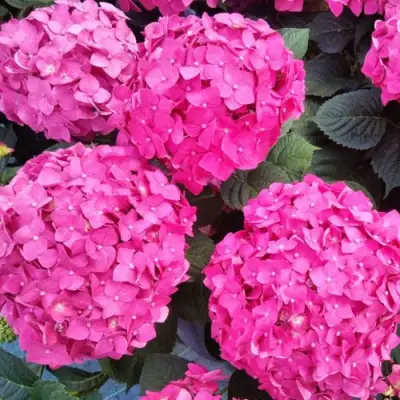 Гортензия ЭНДЛЕСС САММЕР ЛАВ крупнолистная в Дзержинске