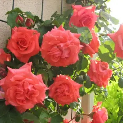 Роза ДИ ДИ БРИДЖУОТЕР плетистая в Дзержинске