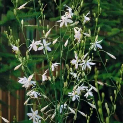 Венечник ветвистый в Дзержинске