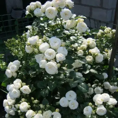 Роза АРТЕМИС шраб в Дзержинске