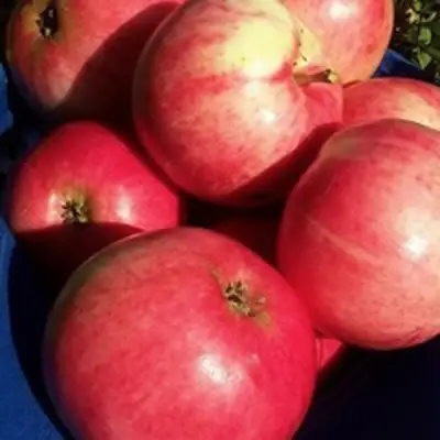 Яблоня СУЙСЛЕПСКОЕ (МАЛИНОВКА) в Дзержинске