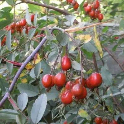 Роза сизая в Дзержинске