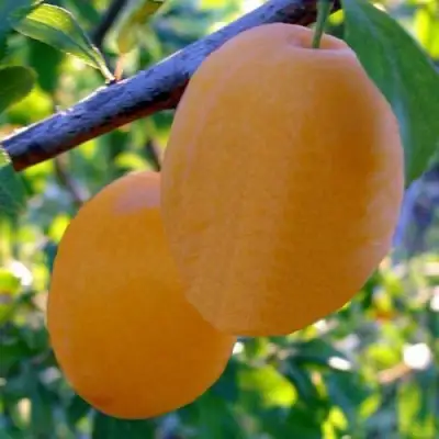 Слива НАТАША в Дзержинске