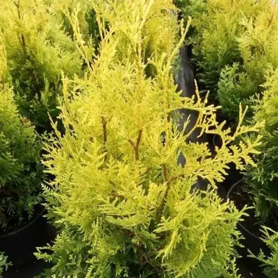 Туя ГОЛДЕН БРАБАНТ западная в Дзержинске
