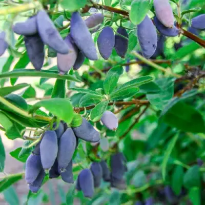 Жимолость съедобная БЛЮ БАНАНА (ГОЛУБОЙ БАНАН) в Дзержинске