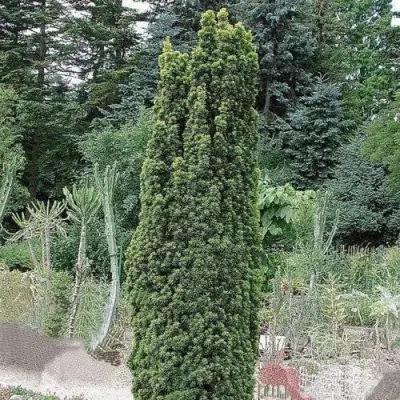 Тис ФАСТИГИАТА РОБУСТА  ягодный  в Дзержинске