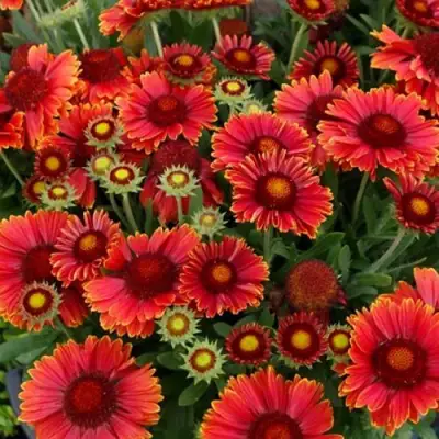 Гайлардия АРИЗОНА РЕД ШЕЙДС в Дзержинске