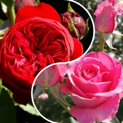 Комплект РОМАНТИЧЕСКИЙ БУКЕТ в Дзержинске