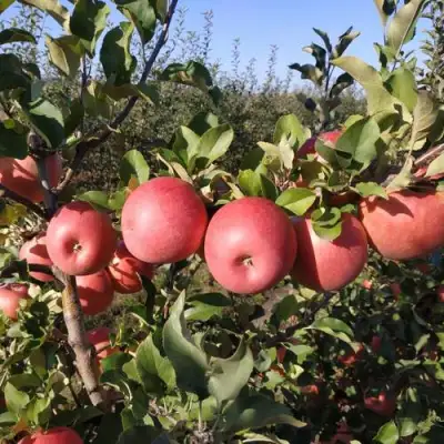 Яблоня ЧЕМПИОН РЕНО в Дзержинске