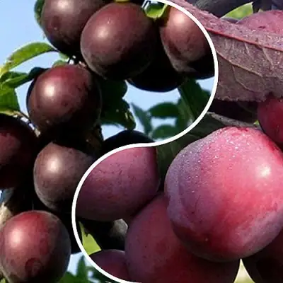 Комплект ИЗЮМИНКА САДА в Дзержинске