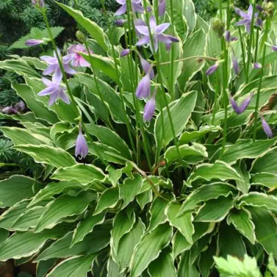 Хоста СТИЛЕТТО гибридная в Дзержинске