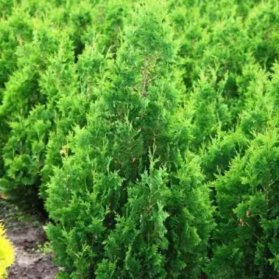 Туя СПИРАЛИС западная в Дзержинске