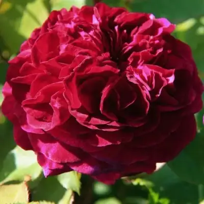 саженцы розы Дино Де Лаурентис