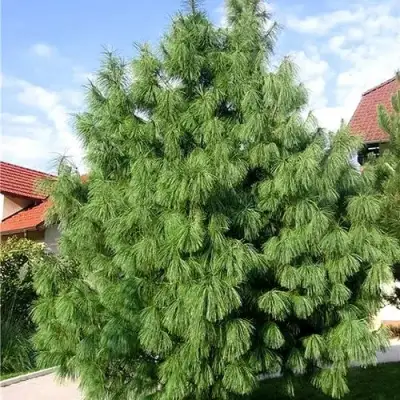 Сосна гриффита в Дзержинске