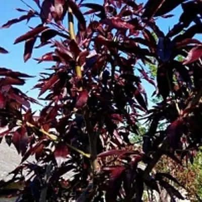 Персик БУРГУНДИ краснолистный в Дзержинске