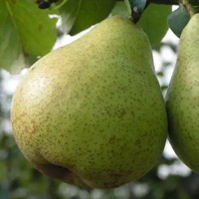 Груша ПЛАТОНОВСКАЯ в Дзержинске