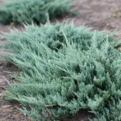 Можжевельник БЛЮ ЧИП горизонтальный  в Дзержинске