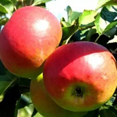 Яблоня СОКОЛОВСКОЕ стелющаяся в Дзержинске