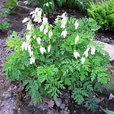 Дицентра красивая АВРОРА в Дзержинске