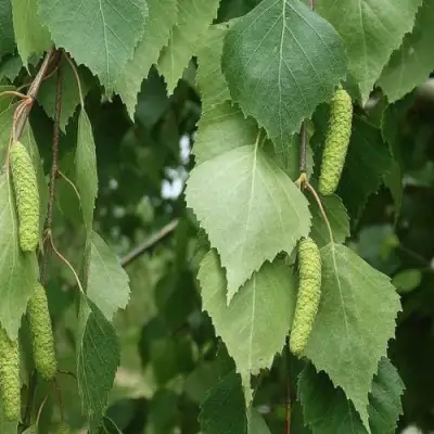 Береза бумажная в Дзержинске