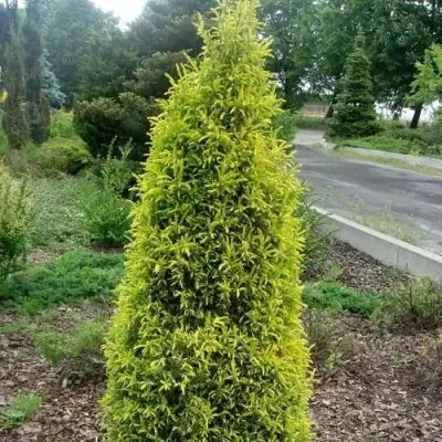 Можжевельник ГОЛД КОН обыкновенный в Дзержинске