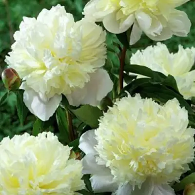 Пион ЛАУРА ДЕСЕРТ травянистый в Дзержинске