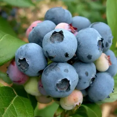 Голубика КОЛЛИНЗ в Дзержинске