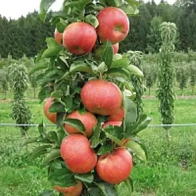 Яблоня ЯНТАРНОЕ ОЖЕРЕЛЬЕ колонновидная в Дзержинске