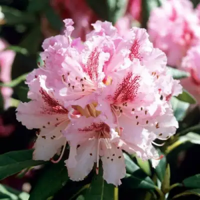 Рододендрон ЧИР в Дзержинске