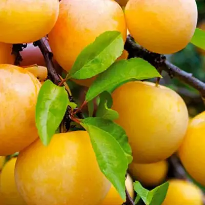 Слива МЕДОВАЯ ЖЁЛТАЯ в Дзержинске