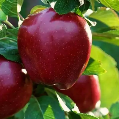 Яблоня РЕД ЧИФ в Дзержинске