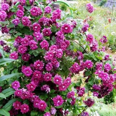 Клематис ПУРПУРЕА ПЛЕНА ЭЛЕГАНС в Дзержинске