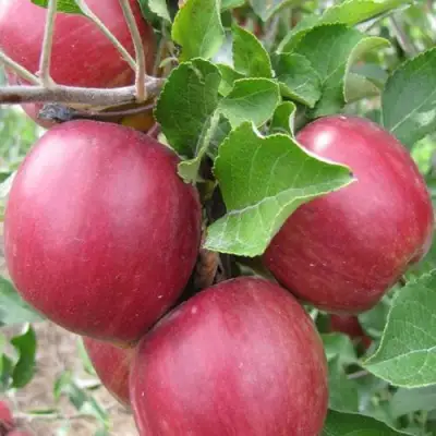 Яблоня МОСКОВСКОЕ ОЖЕРЕЛЬЕ колонновидная в Дзержинске