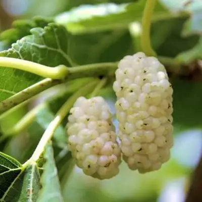 Шелковица БЕЛАЯ АЛЬБА в Дзержинске