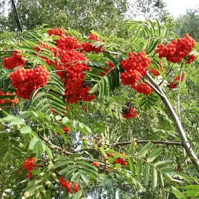 Рябина САХАРНАЯ ПЕТРОВА сладкоплодная в Дзержинске