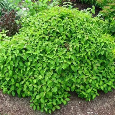 Дерен КЕЛСЕИ шелковистый  в Дзержинске