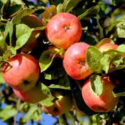 Яблоня ЯБЛОЧНЫЙ СПАС в Дзержинске