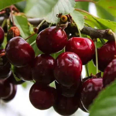 Вишня НОВОДВОРСКАЯ в Дзержинске