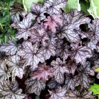 Гейхера ШУГА ФРОСТИНГ в Дзержинске