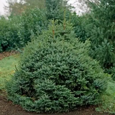 Ель НАНА сербская в Дзержинске