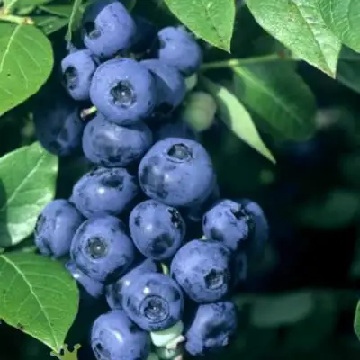 Голубика НОРТ КАНТРИ в Дзержинске