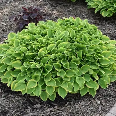 Хоста ГОЛДЕН ТИАРА в Дзержинске